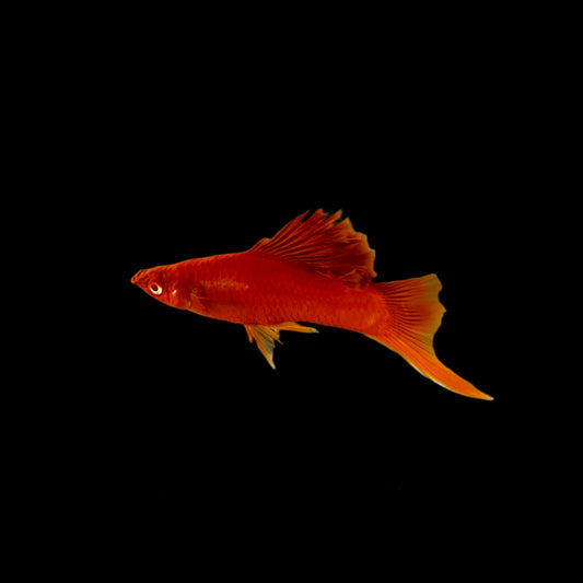 Sword - Red Eye Cauliflower Sabertail M/L
