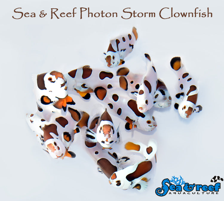 Clown - Storm Photon