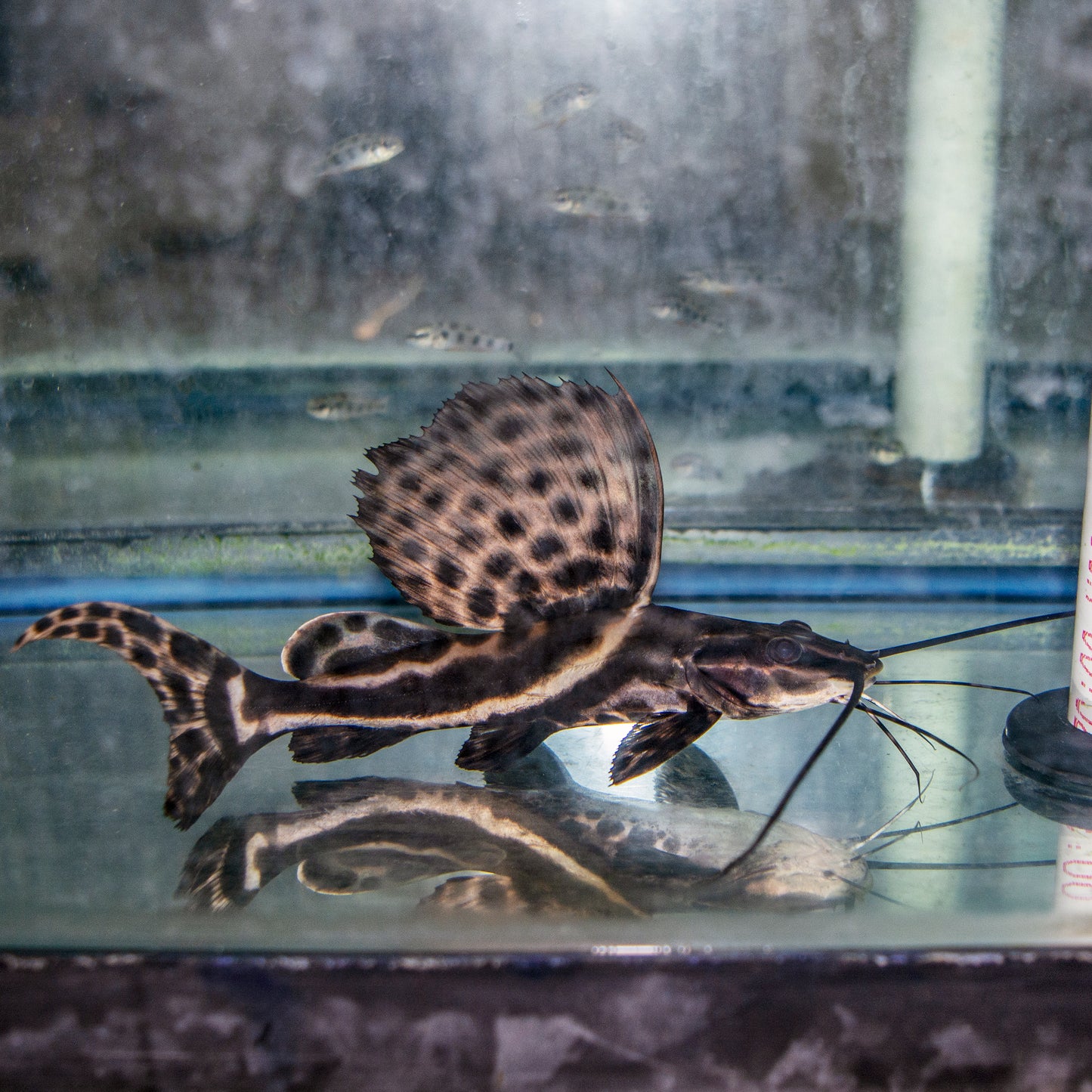 Catfish - Sailfin Pim XL