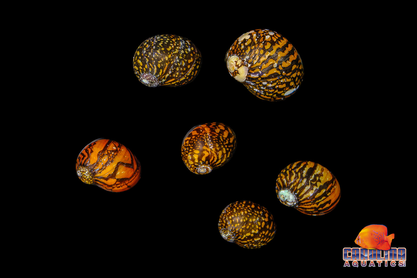 Invert - Snail Batik Nerite