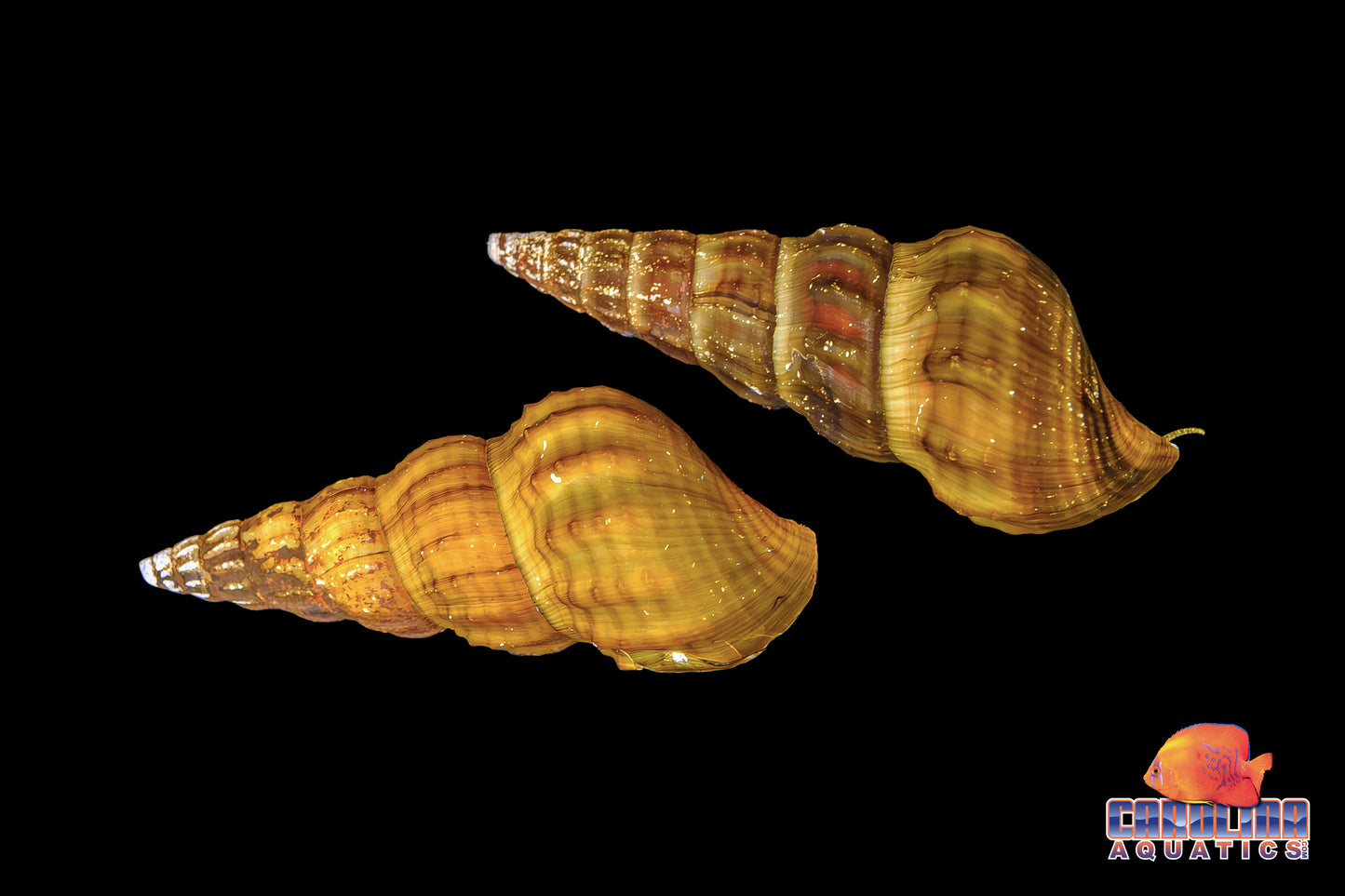 Invert - Snail Hercules Lg