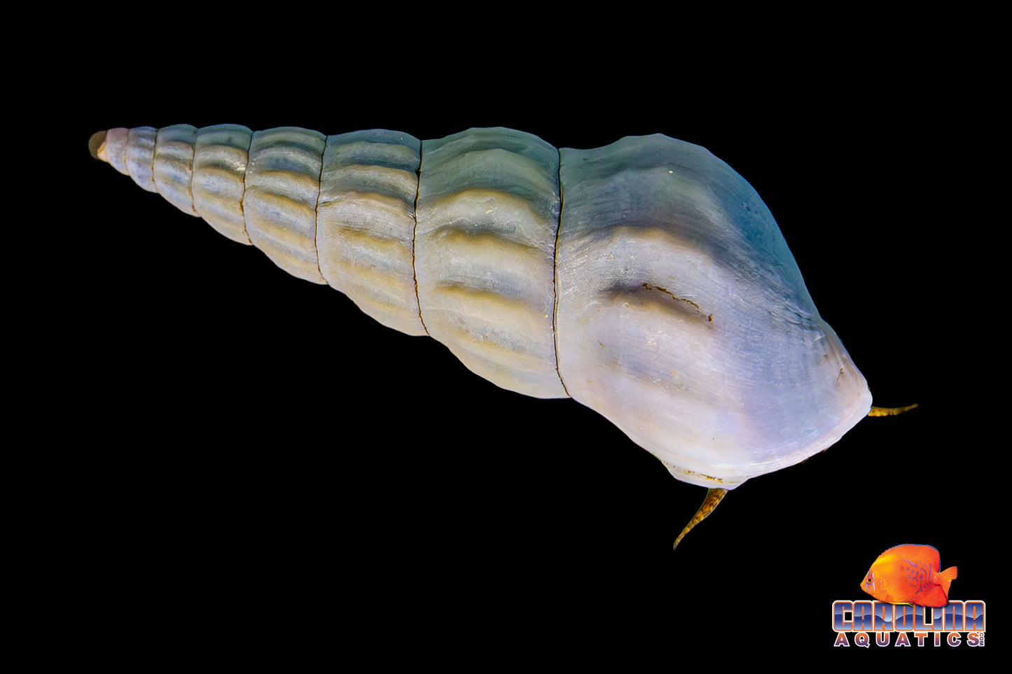Invert - Snail Hercules White Lg