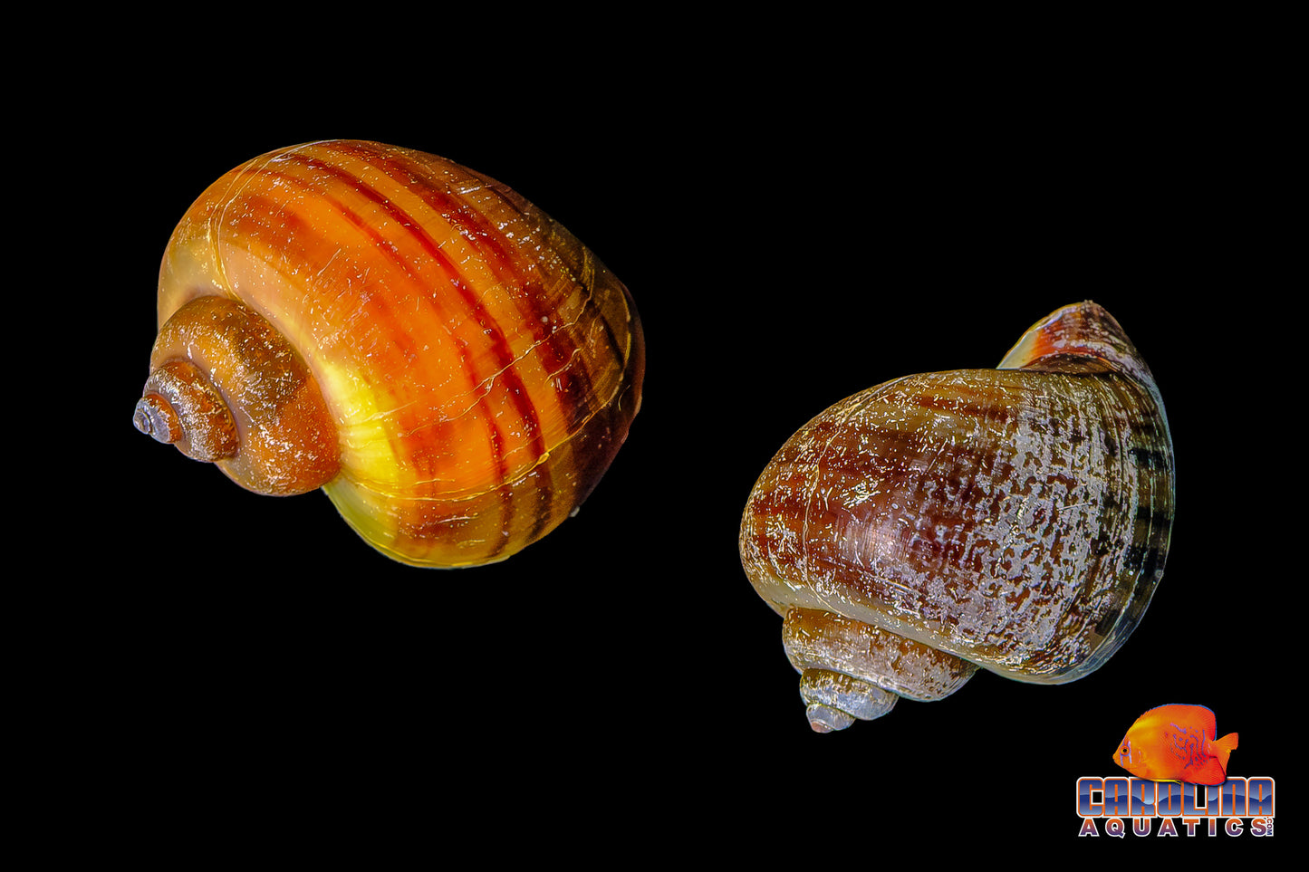 Invert - Snail Albino Mystery