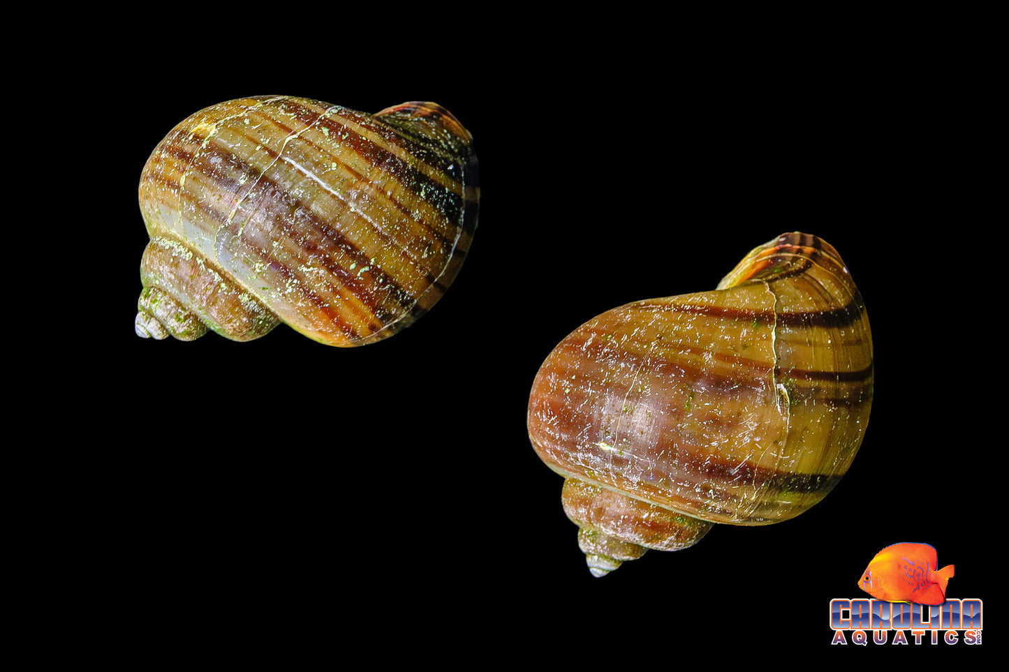 Invert - Snail Mystery Black