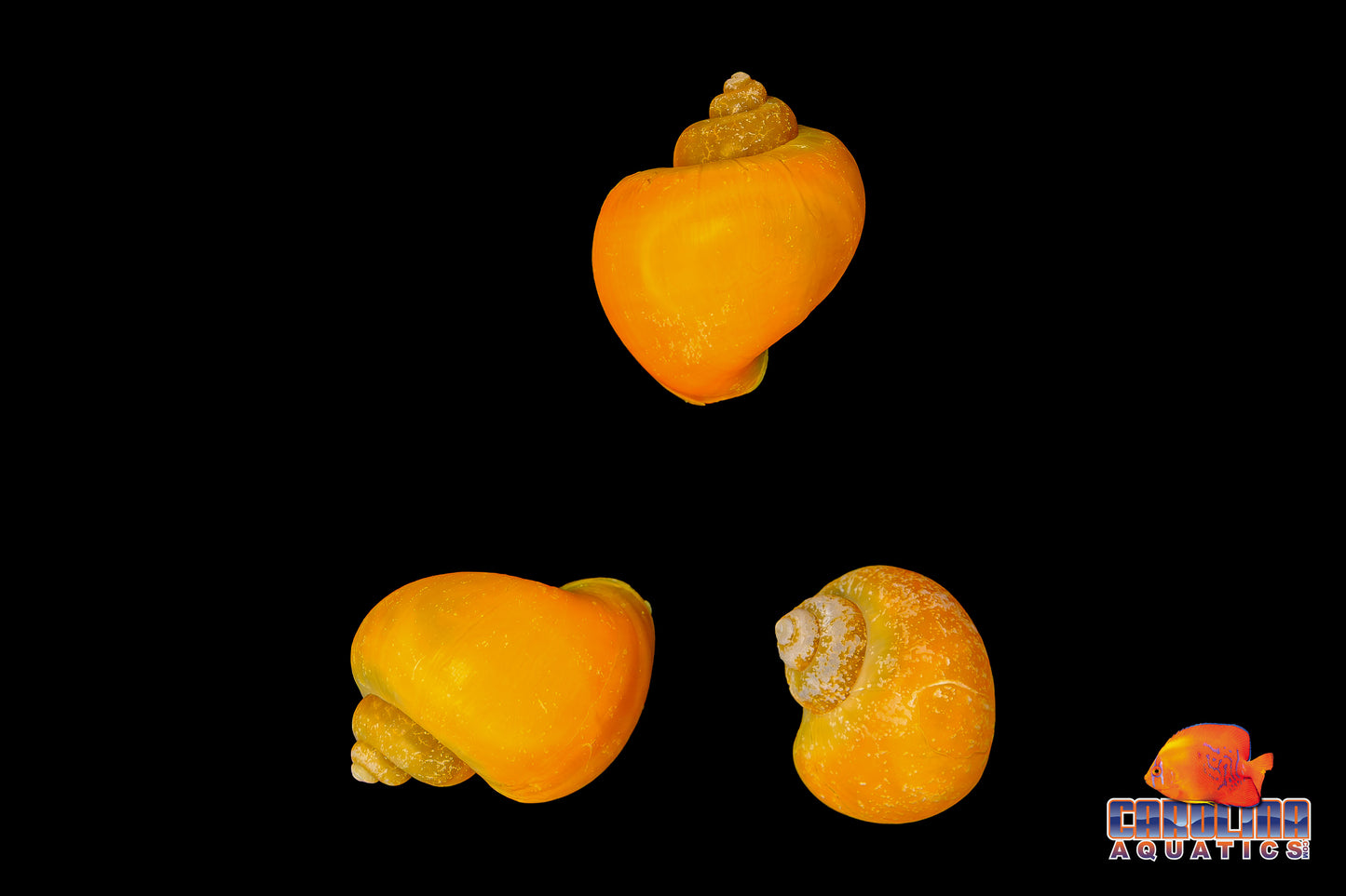 Invert - Snail Mystery Gold