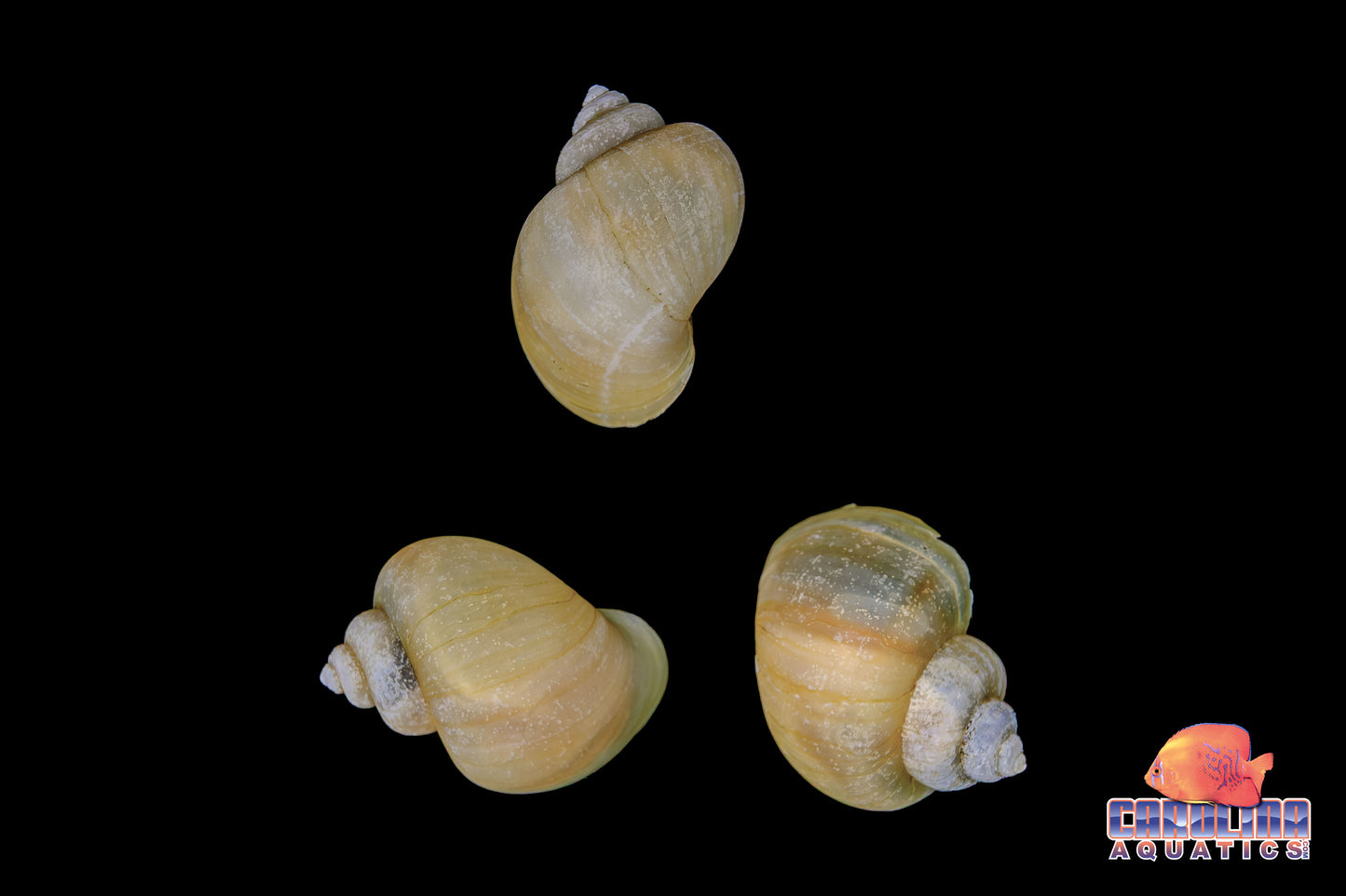 Invert - Snail Mystery Ivory