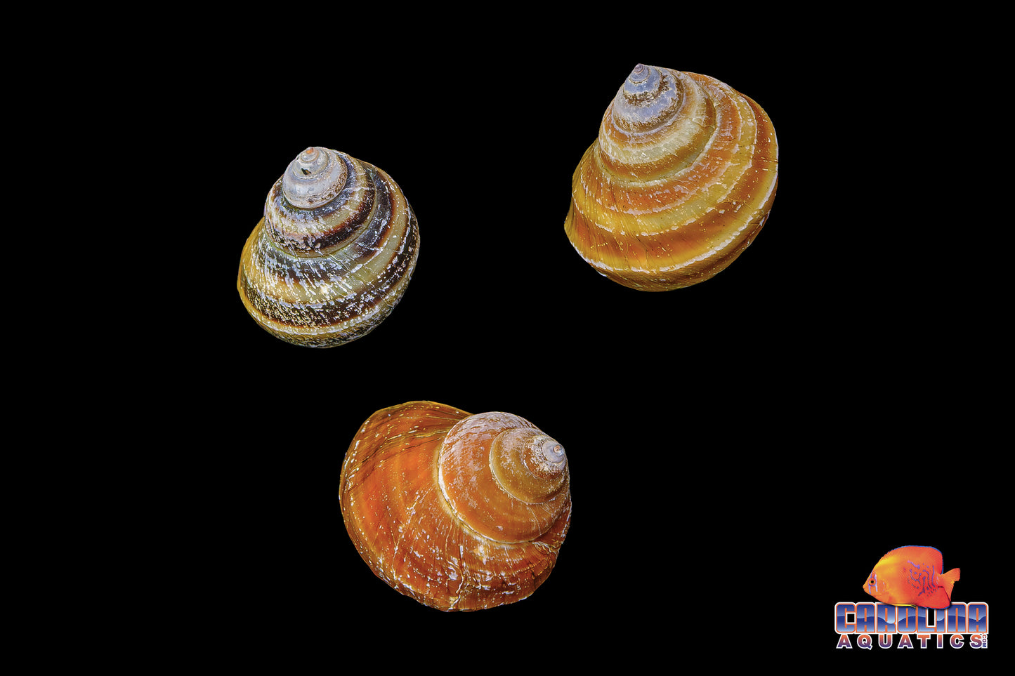 Invert - Snail Piano