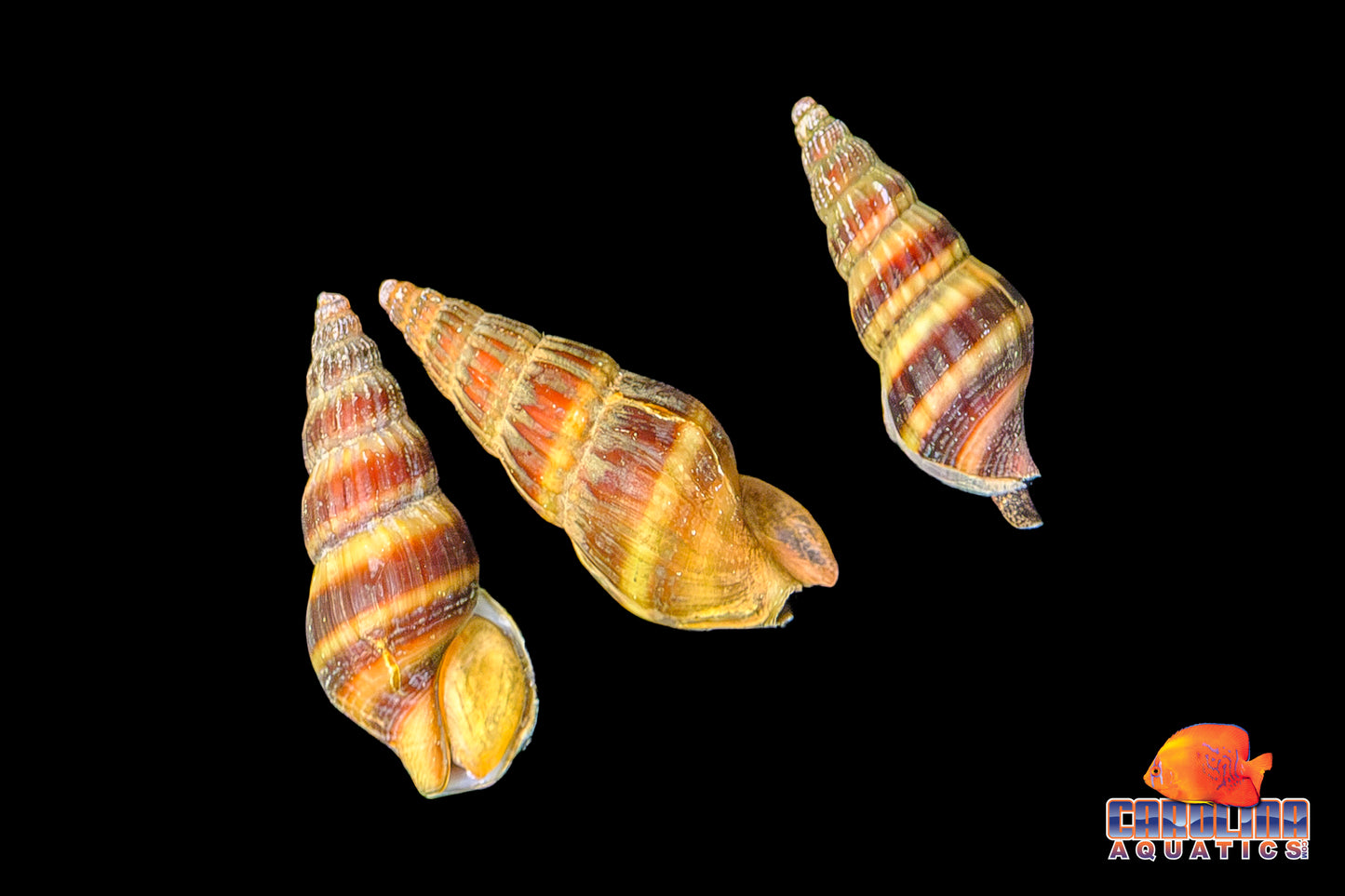 Invert - Snail Assassin