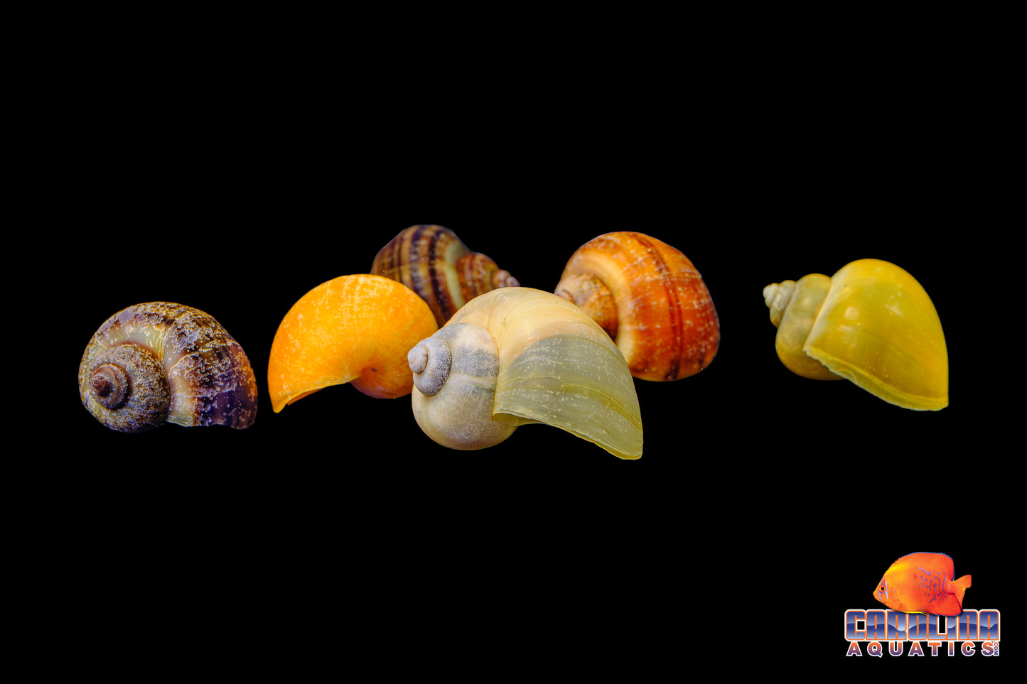 Invert - Snail Mystery Asst.