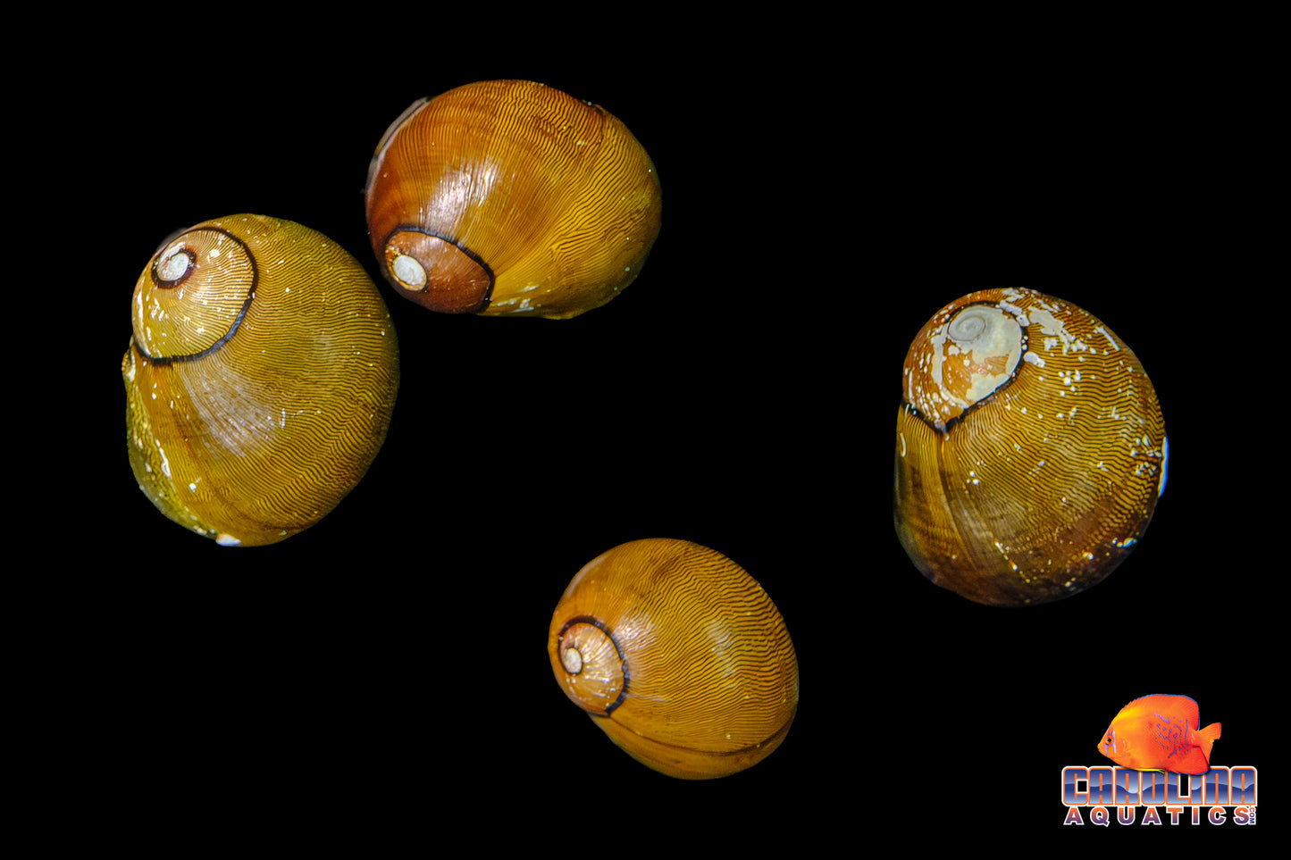 Invert - Snail Tiger Eye Nerite
