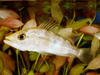Cichlid - Green Bay Snook 1.5-2in