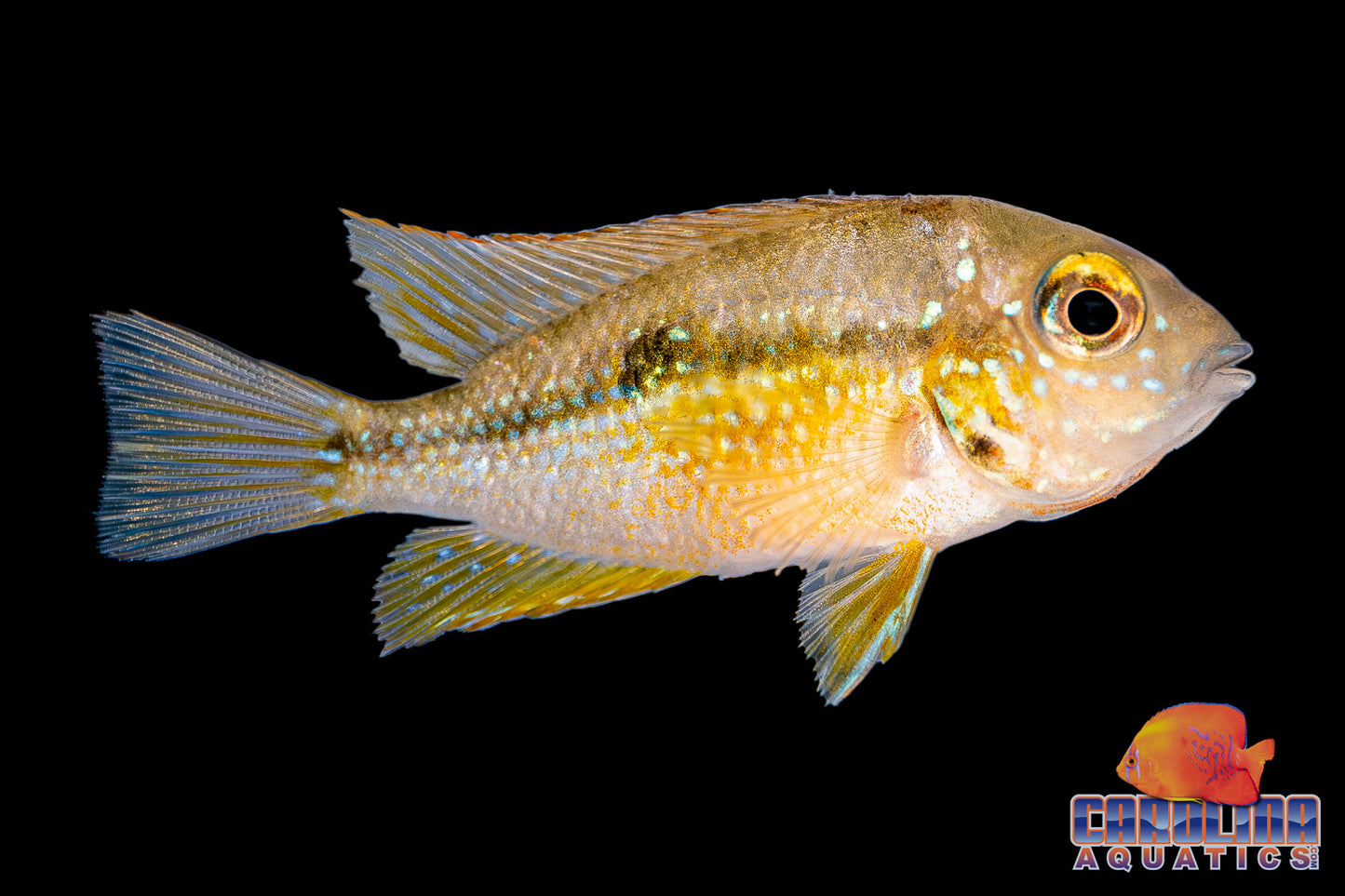 Cichlid - Spot Cheek Ellioti Lg