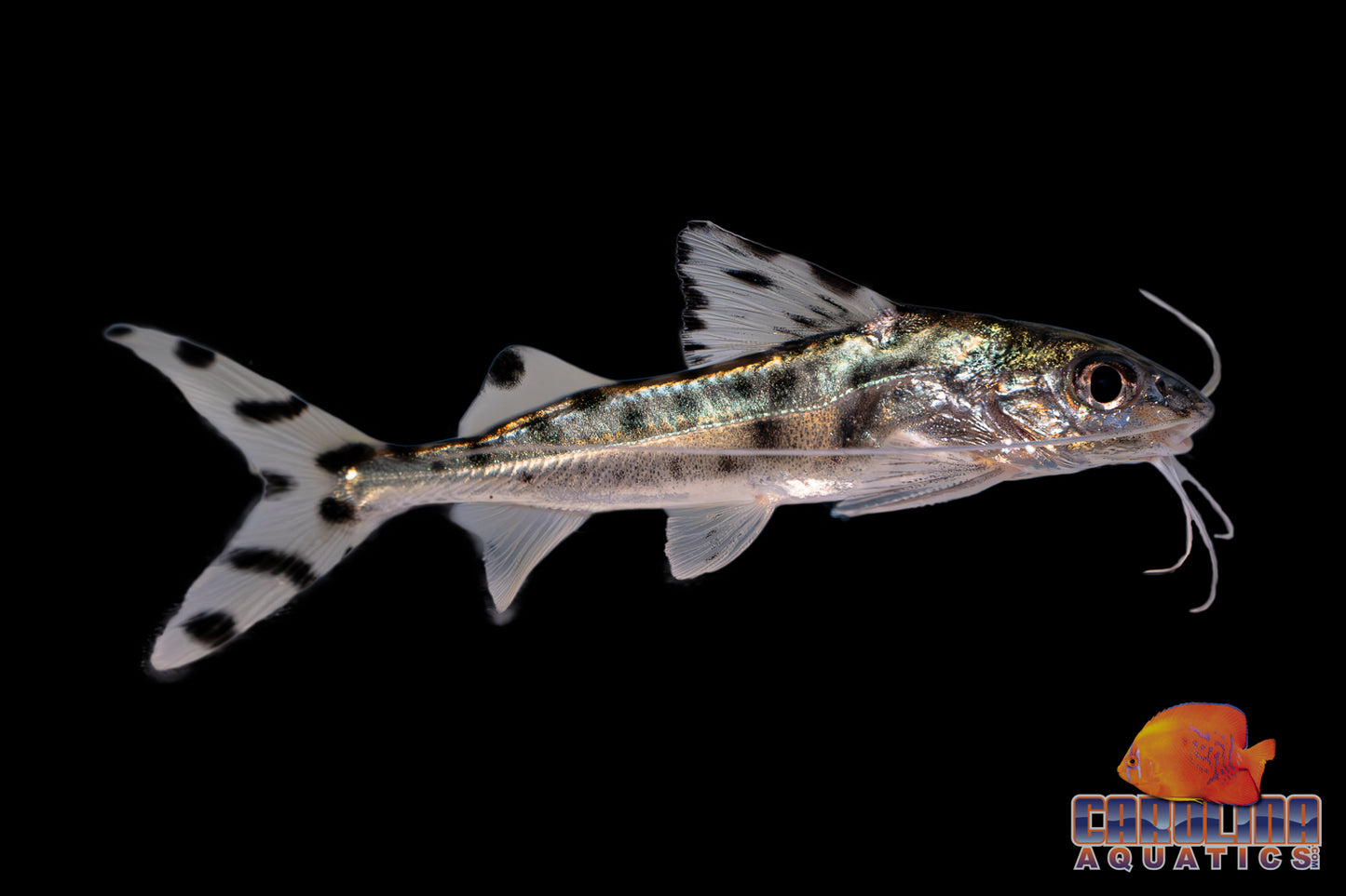 Catfish - Spotted Pictus M/L