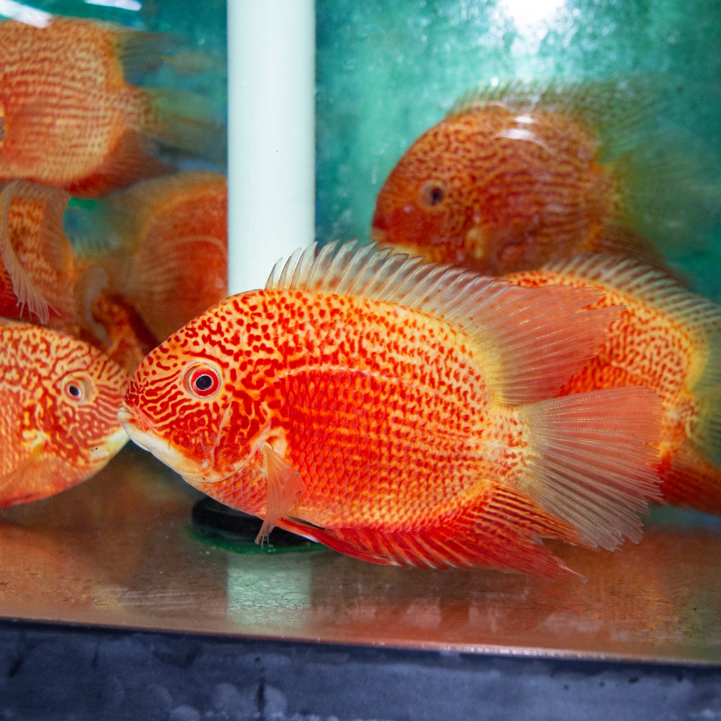 Cichlid - Severum Super Red Lg 3.5-4in