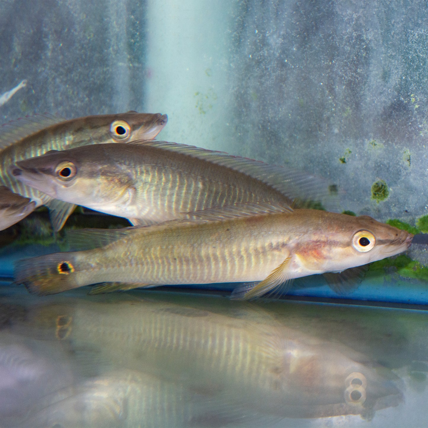 Cichlid - Pike Sveni Sml