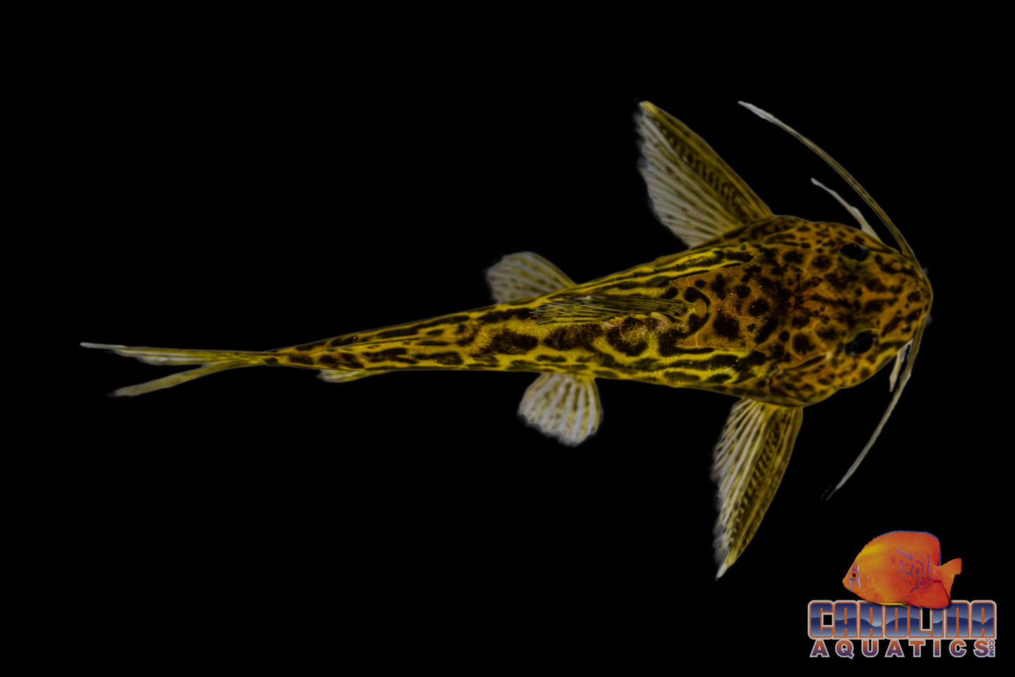Catfish - Syno. Yellow Marble M/L