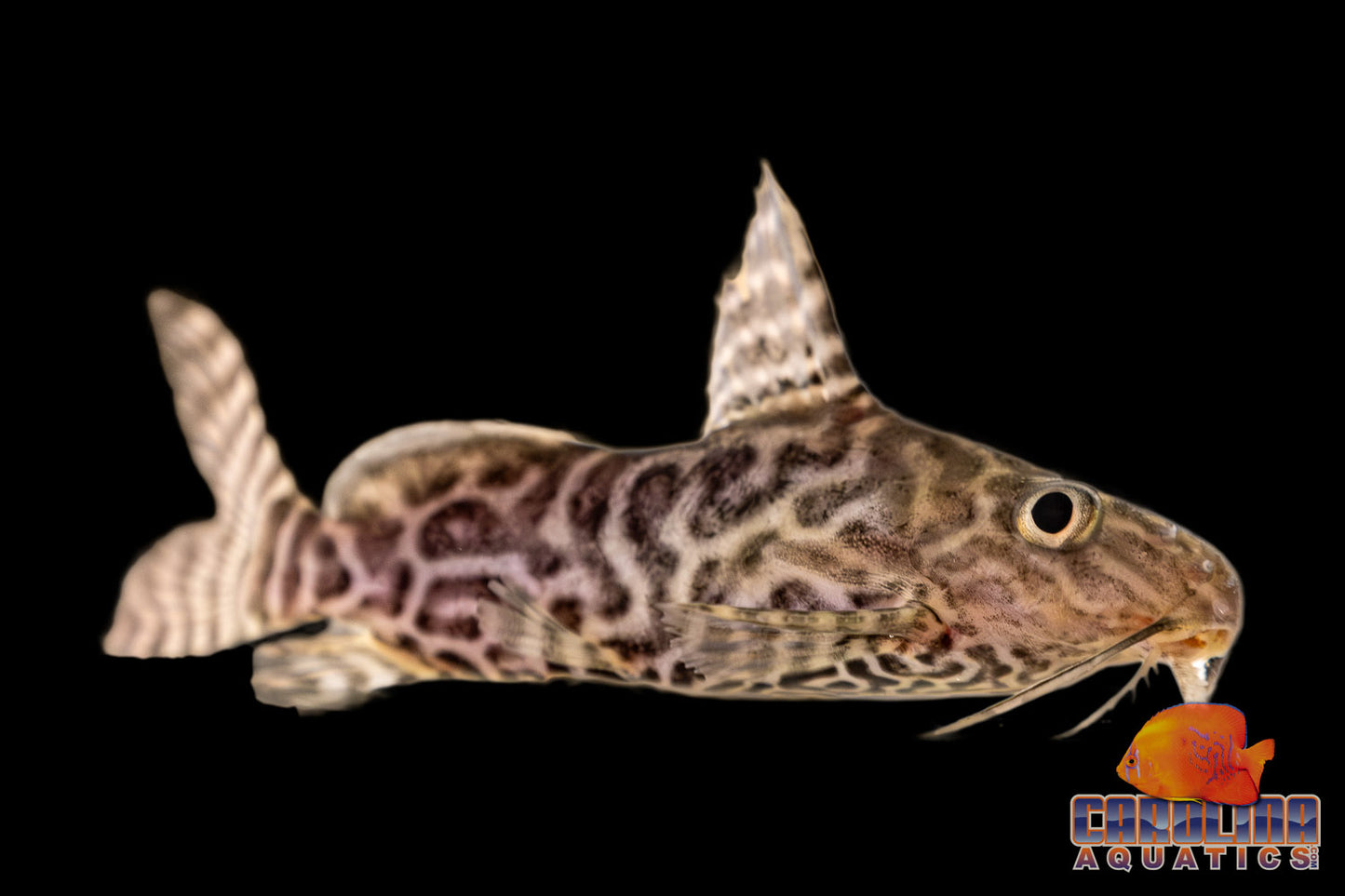 Catfish - Syno Angelicus x Eupterus Hybrid 1.5in
