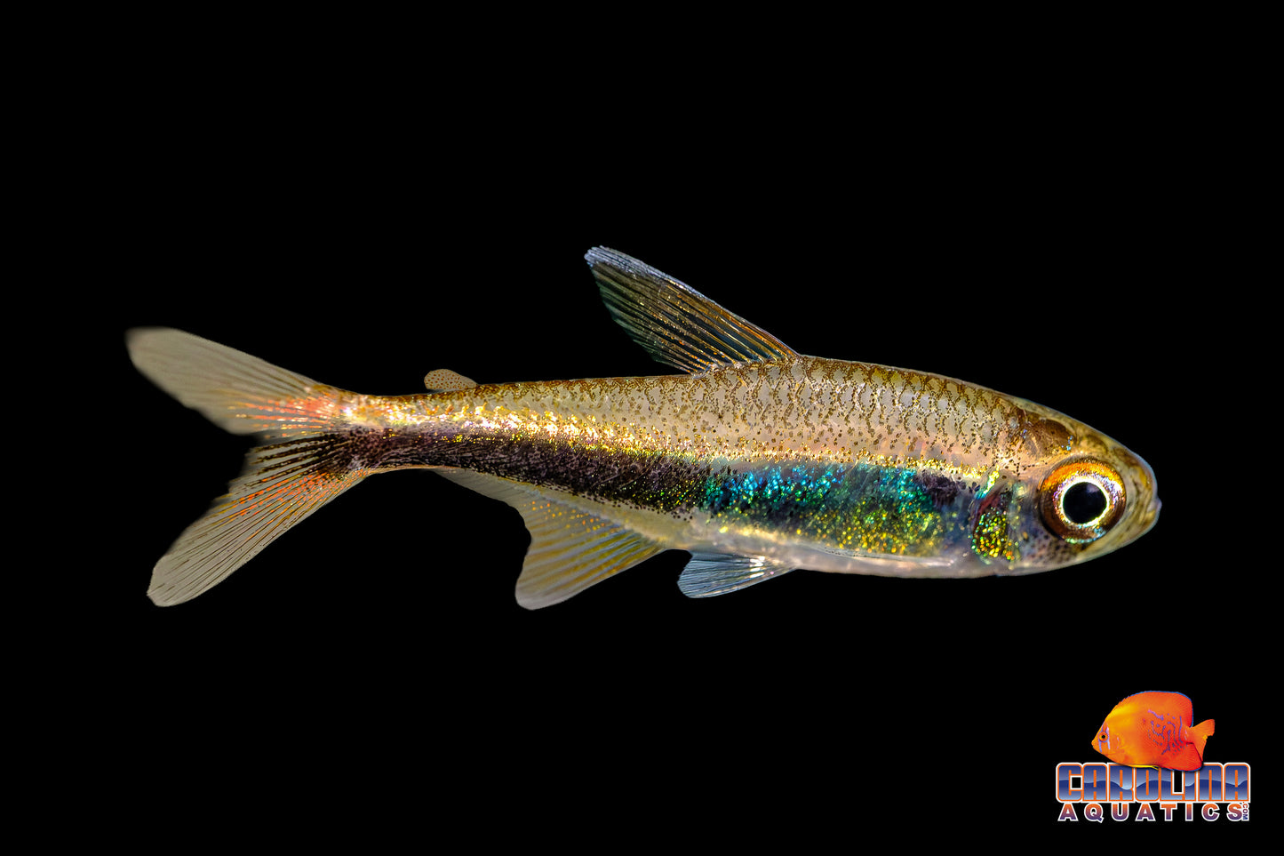 Tetra - Peruvian Black Line