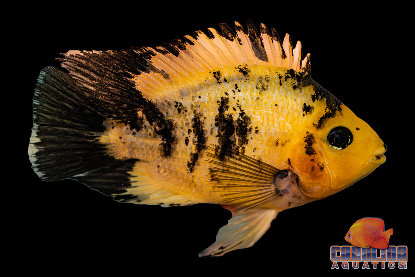 Cichlid - Parrot Yellow Tiger 4.5-5.5in