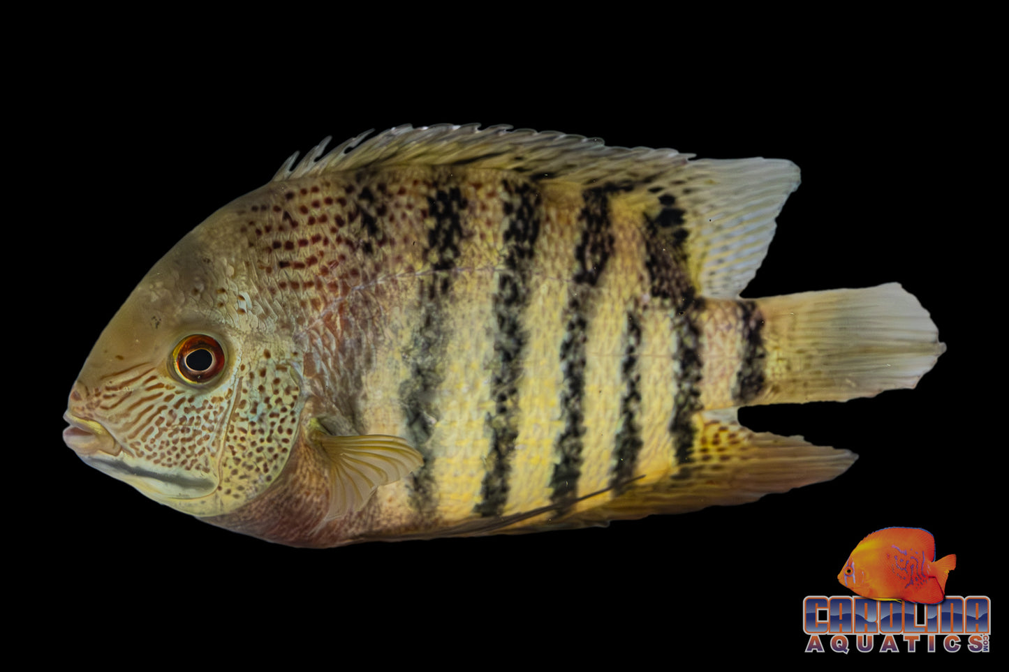 Cichlid - Severum Tiger Med 2.5-3in
