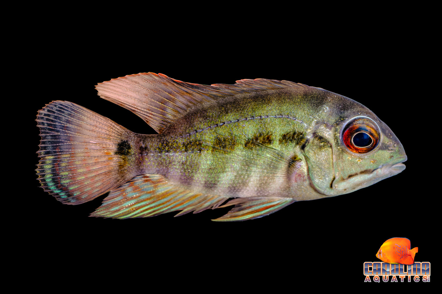Cichlid - True Parrot Med