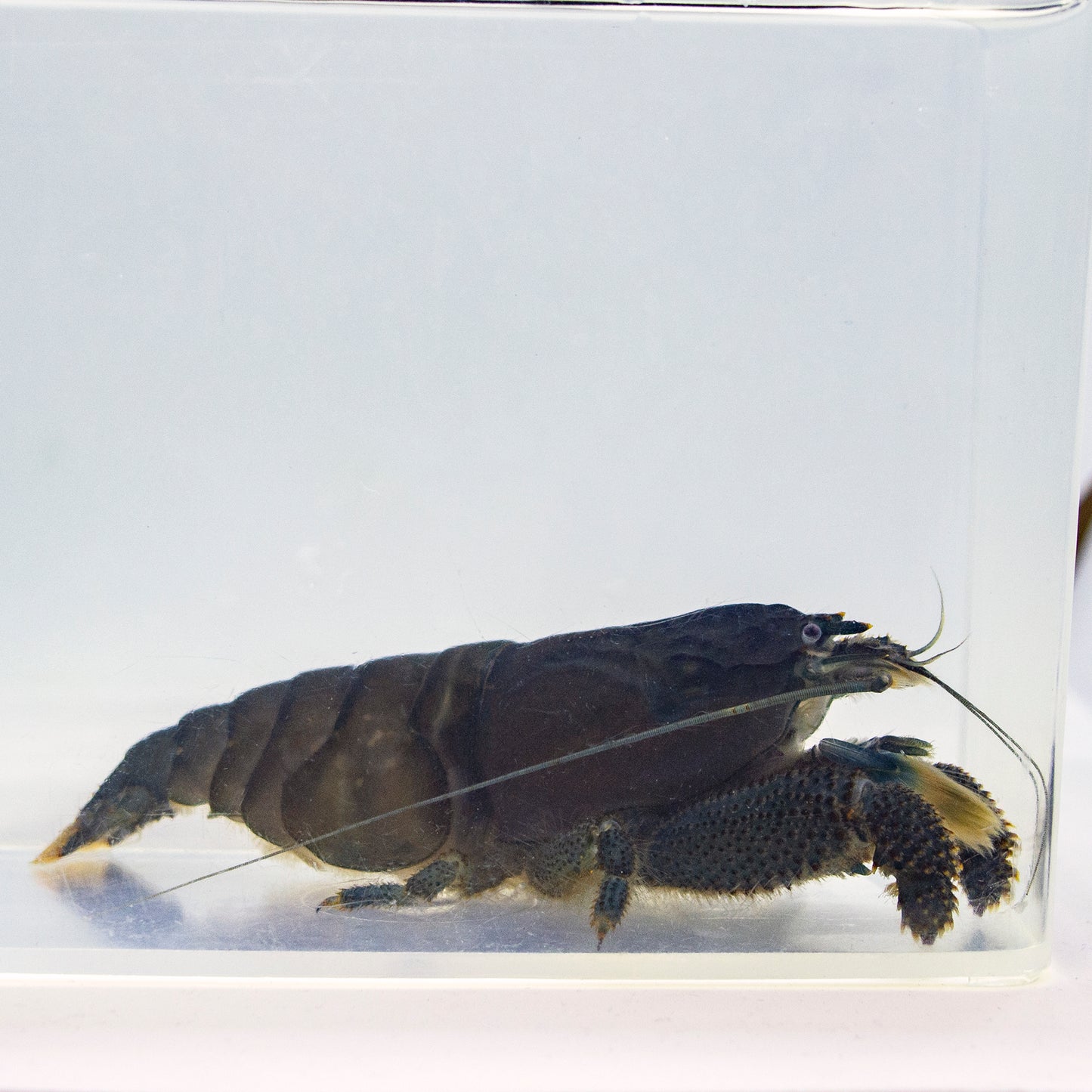 Invert - Shrimp Vampire JBO