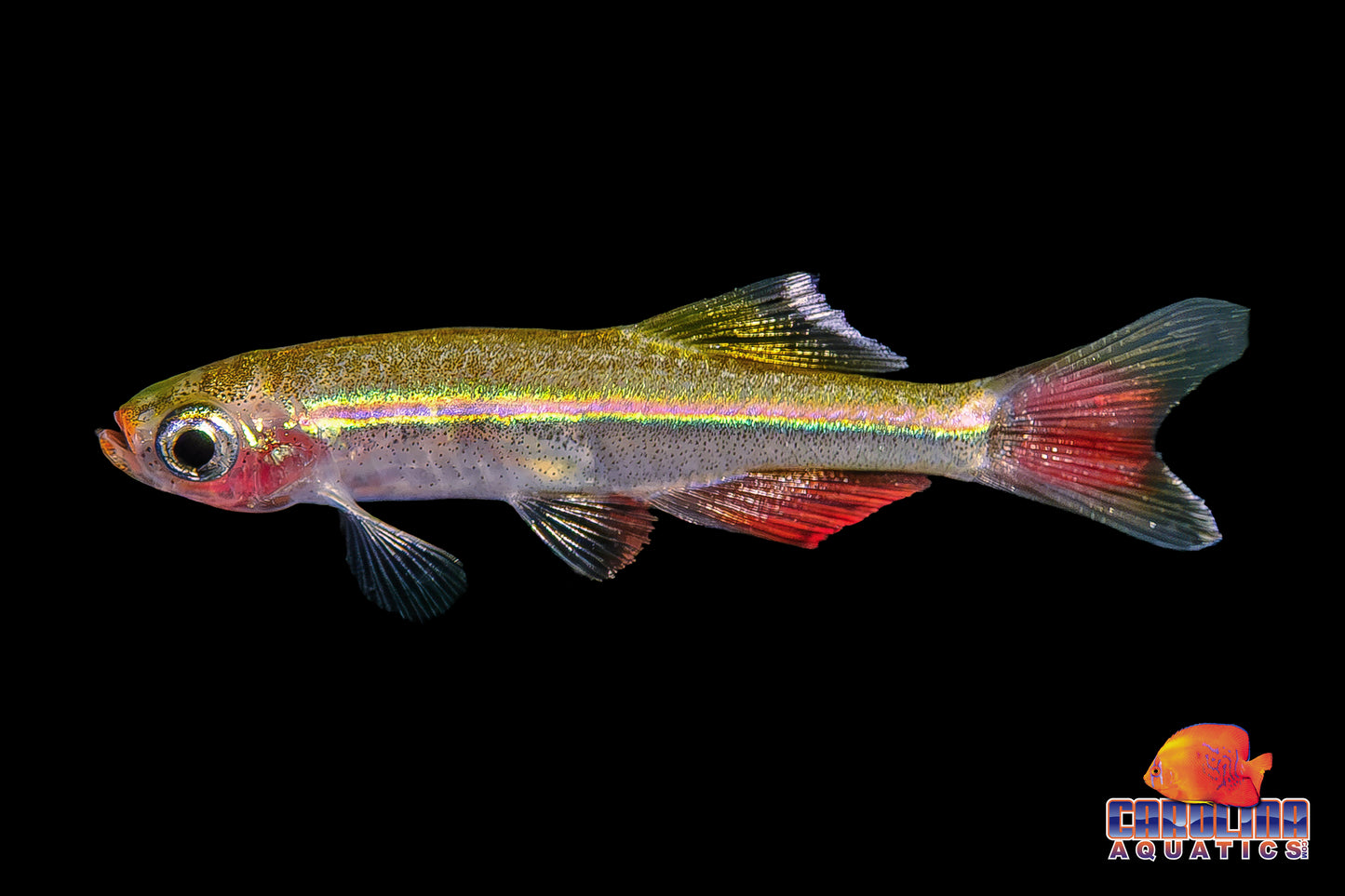 Danio - Vietnamese Cardinal White Cloud