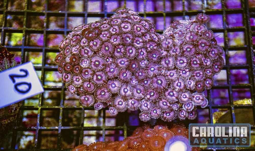 WYSIWYG 20 Zoa