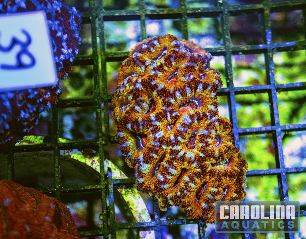 WYSIWYG 39 Acan