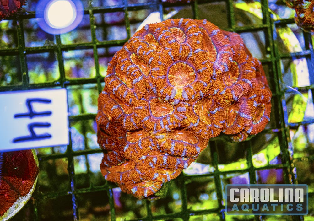 WYSIWYG 44 Acan