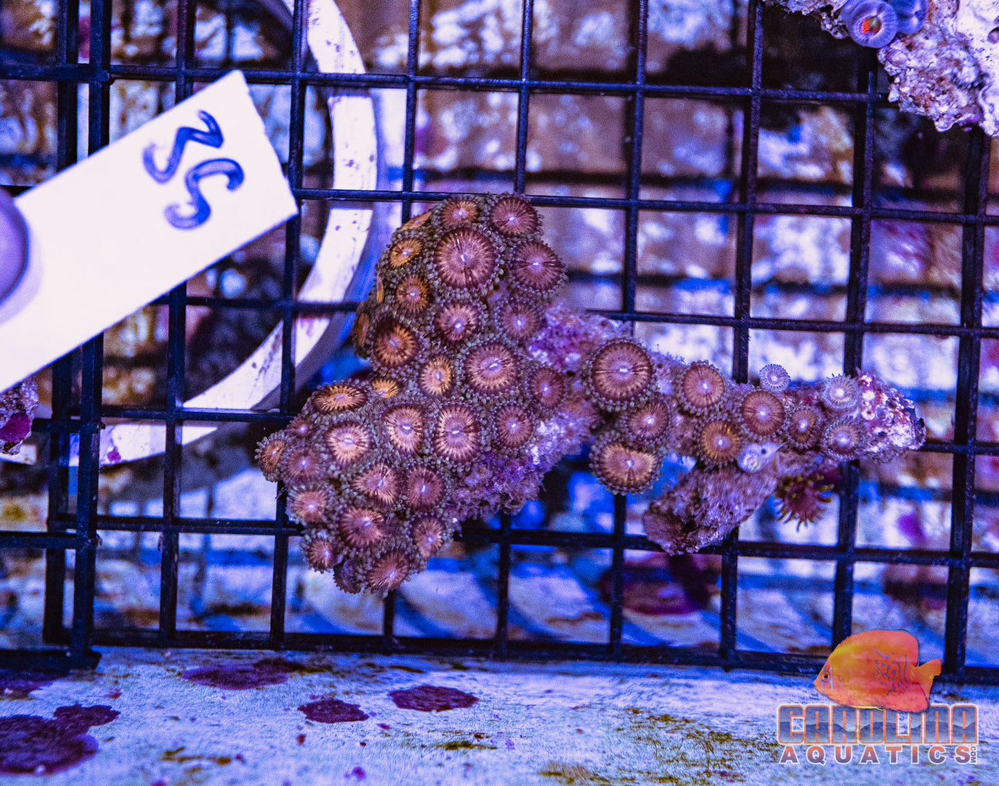 WYSIWYG 35 Zoa