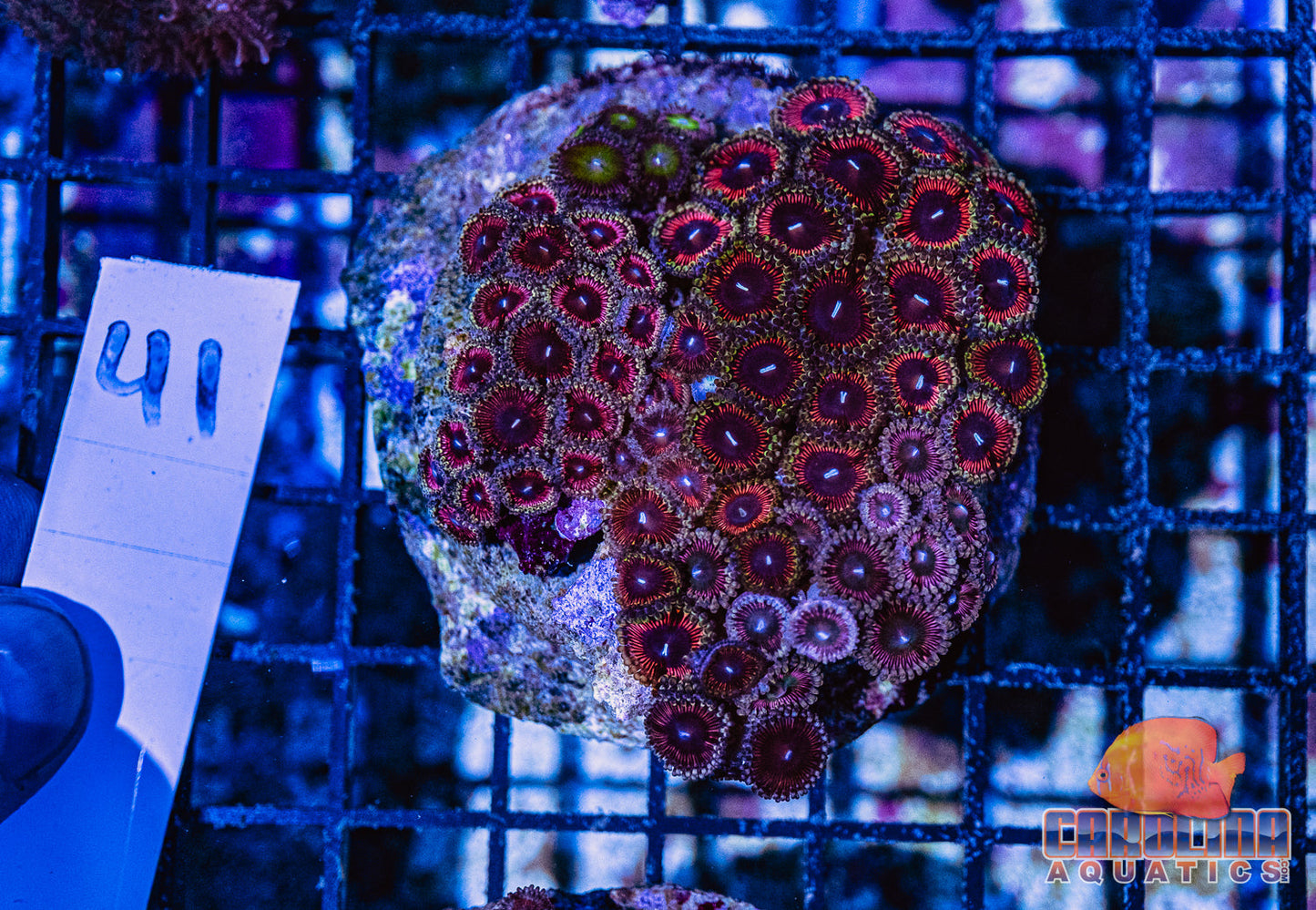 WYSIWYG 41 Zoa