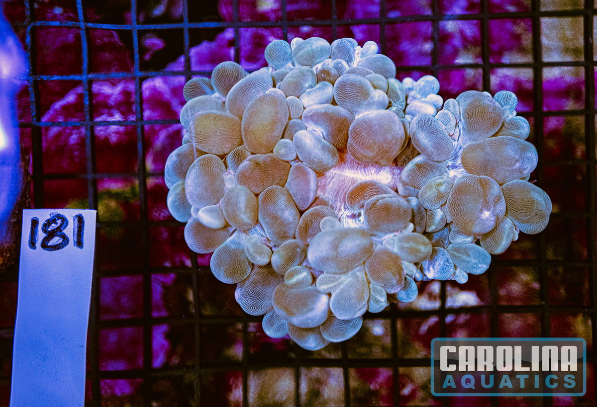 WYSIWYG 181 Bubble Coral