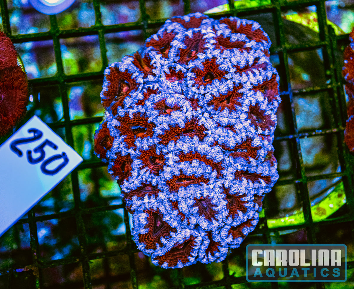 WYSIWYG 250 Acan