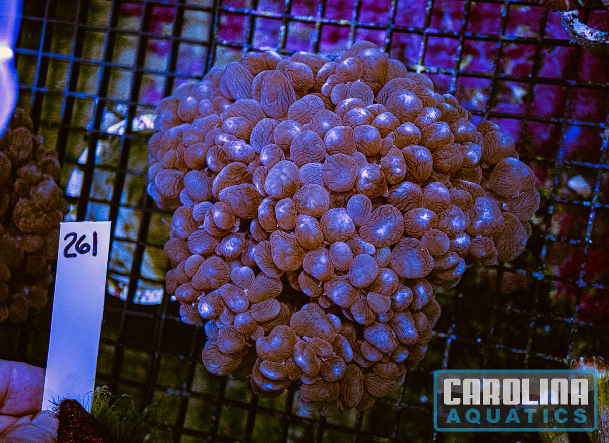 WYSIWYG 261 Bubble Coral