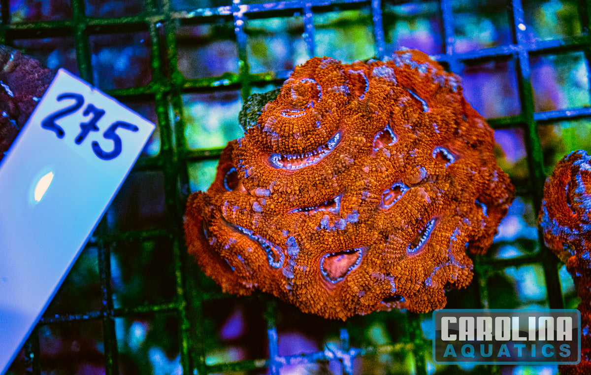 WYSIWYG 275 Acan
