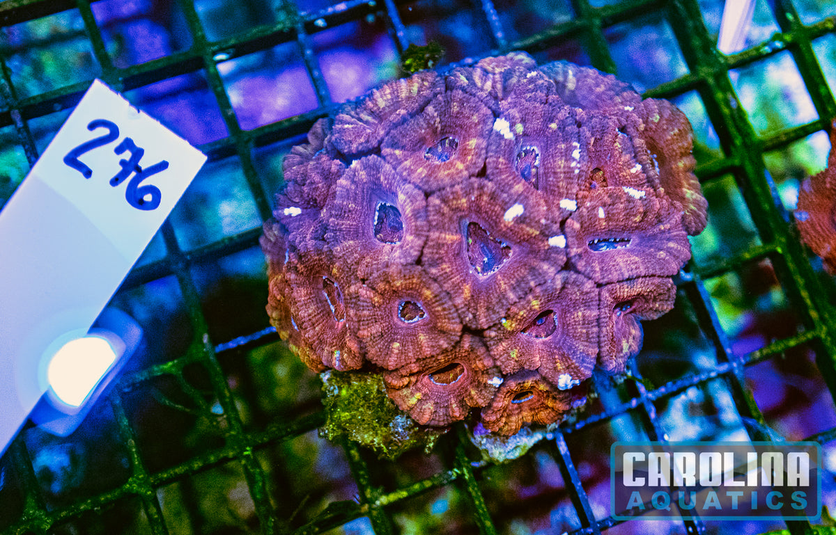 WYSIWYG 276 Acan