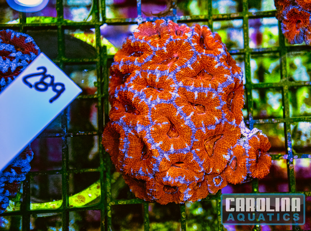 WYSIWYG 289 Acan