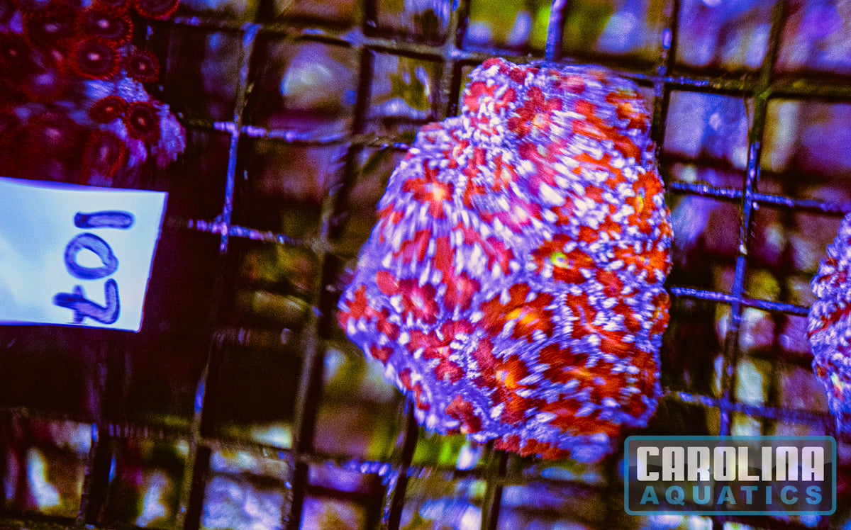 WYSIWYG 107 Acan