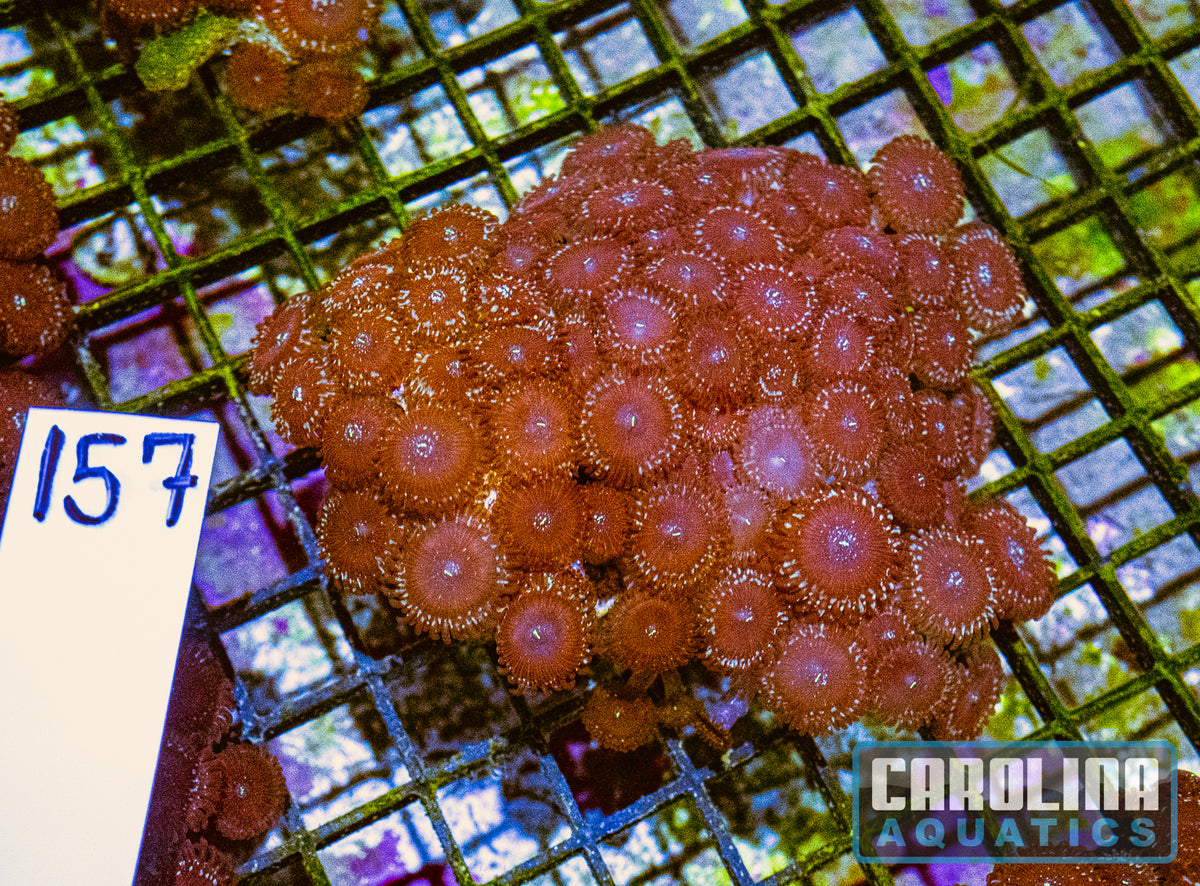 WYSIWYG 157 Button Polyp
