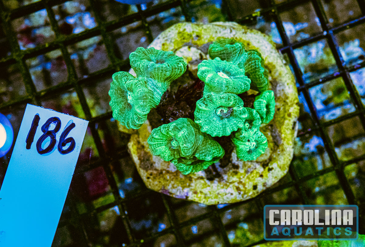 WYSIWYG 186 Caulustrea
