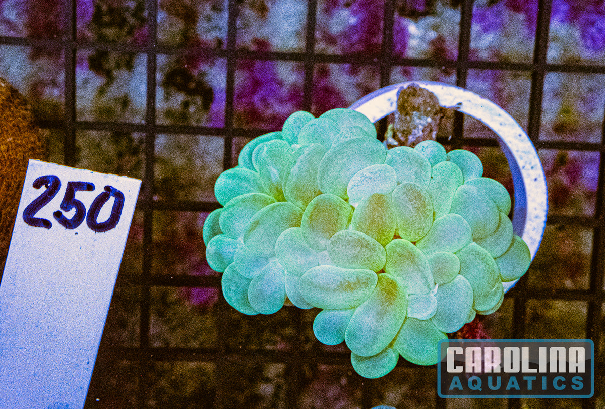 WYSIWYG 250 Bubble Coral