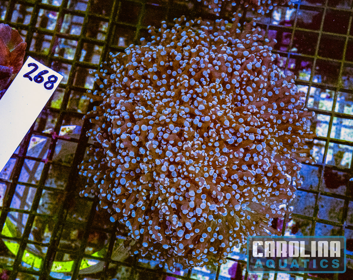 WYSIWYG 268 Frogspawn