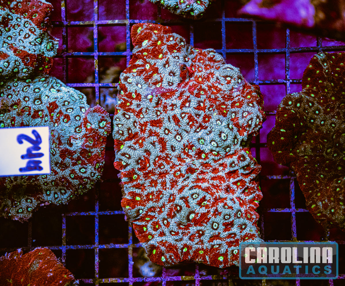 WYSIWYG 244 War Coral