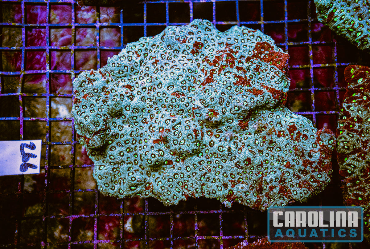 WYSIWYG 266 War Coral
