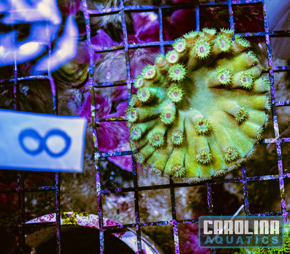 WYSIWYG 8 Cup Coral