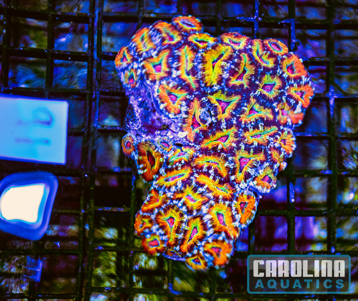 WYSIWYG 91 Rainbow Acan