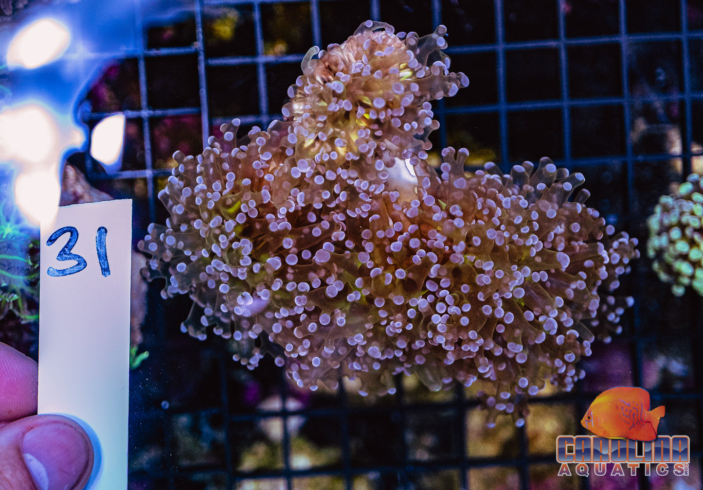 WYSIWYG 31 Frogspawn Branching