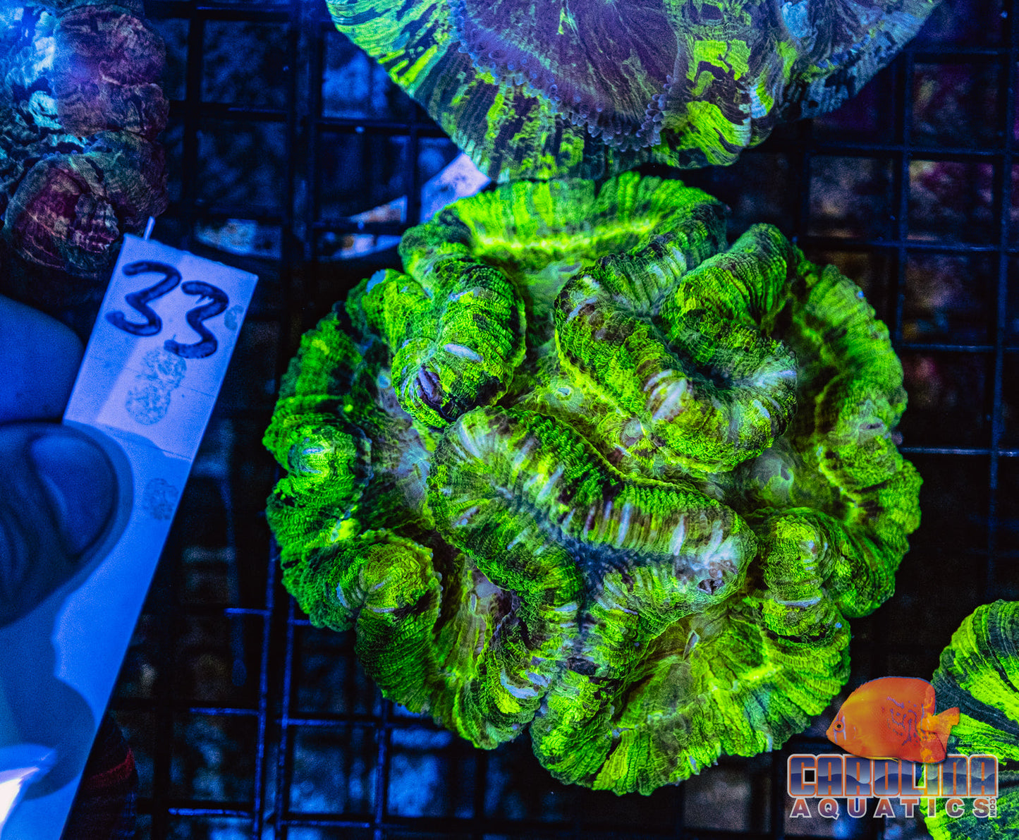 WYSIWYG 33 Wells Brain