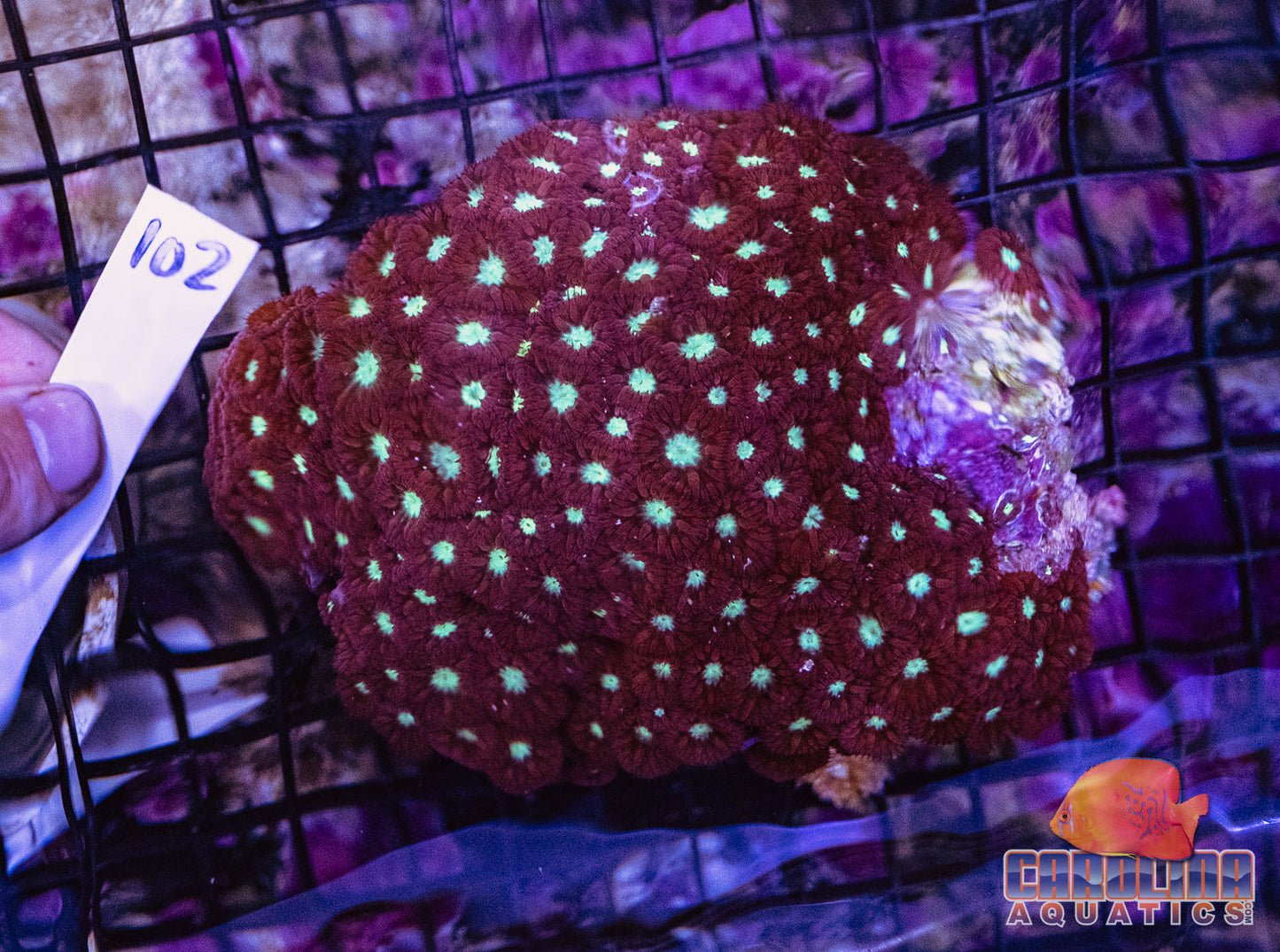 WYSIWYG 102 Blasto Merletti